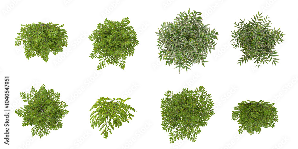 Poster set of pteridophytes adiantum,coniogramme plants isolated on white background from the top view