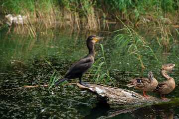 Black cormorant and duck lake.