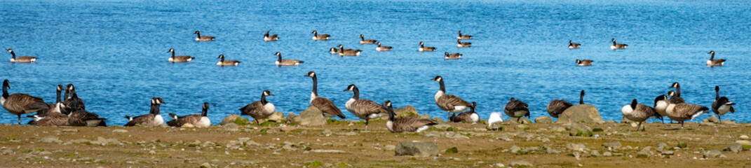 Very large flocks of Canada geese gathering on the shores and tidal lagoons of the Saguenay fjord,  Quebec, Canada