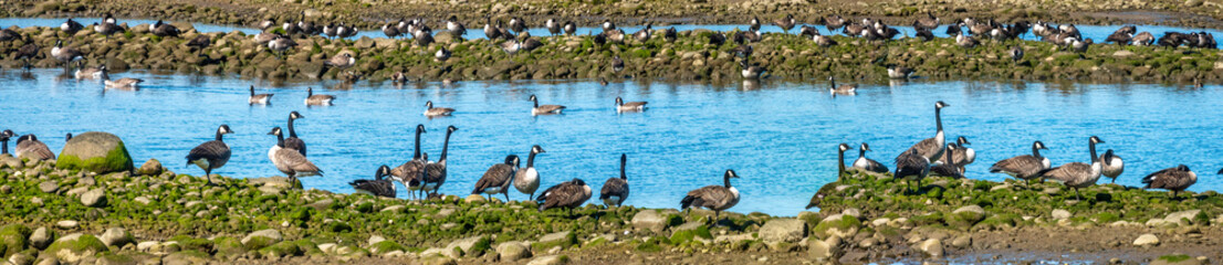 Huge numbers of Canada geese starting their migratory journey in early fall, Saguenay fjord, Quebec, Canada