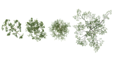 Obraz premium Top view of Silver Birch Trees isolated on transparent background