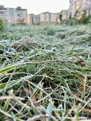 Photo of frost on withered grass at the end of autumn.