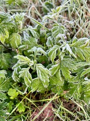 Photo of frost on withered grass at the end of autumn.