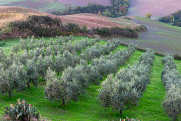 Oliviers dans un champ de ferme en Toscane. plantation de champs d'oliviers. 