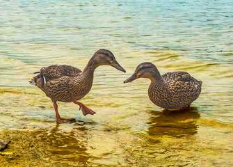 Pair of ducks