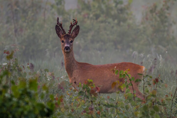 Sarna europejska (Capreolus capreolus) © Michal Przystas