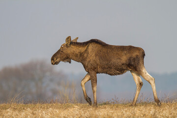 Łoś - Alces alces © Michal Przystas
