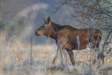 Łoś, Alces alces, moose © Michal Przystas