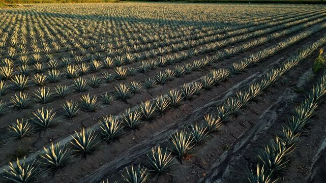 paisaje de plantacion de tequila tequilana weber en jalisco mexico campo agavero cosecha industria de plantacion y cultivo de agave 