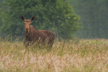 Łoś - Alces alces