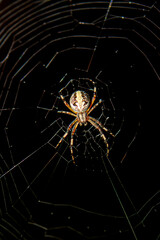 Fotografía de una Araña de halloween en su telaraña 