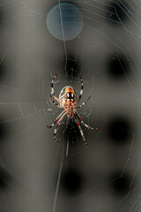 Fotografía en closeup de una Araña de halloween en su telaraña de espaldas 