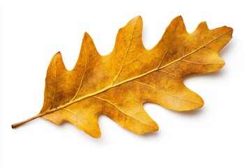Obraz premium The yellow autumn leaf oak is isolated on a white background