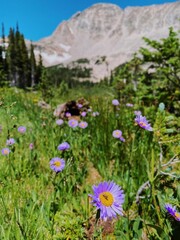 Fototapeta premium flowers in the mountains