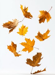 Fototapeta premium Isolated white background with autumn maple leaves falling down