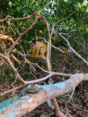 monkey in tree