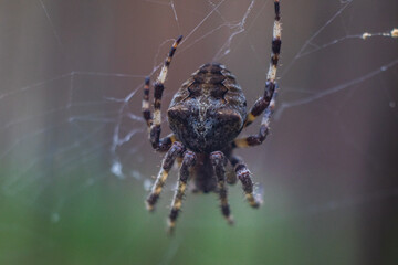 Araneus big spider. large spider, Araneus, sitting on a web. Spider. Macro photo of a garden spider on a web against a natural gray background.