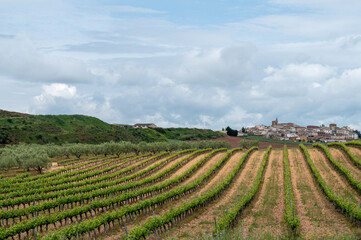 Spanish Vineyard