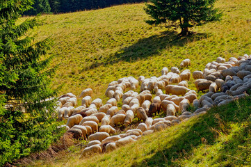 owce, stado, pastwisko, rolnictwo, wypasanie owiec, farma, łąka, rolnictwo © Krzysztof