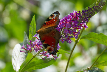 European peacock butterfly (Aglais io) perched on summer lilac in Zurich, Switzerland