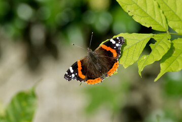 Red admiral butterfly (Vanessa Atalanta) sitting on a green leaf in Zurich, Switzerland
