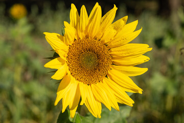 Bright yellow sunflower blooming in a sunny field with detailed petals and central disk in focus. Concept of summer beauty, nature, and the life cycle of plants