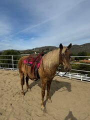 Flaxen maned palomino in the round pen with western gear © Courtney