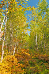 Autumn Colors on the Ferns and the Birch Trees
