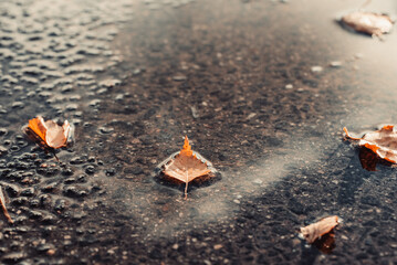 Obraz premium Fallen birch leaves in the puddle on asphalt