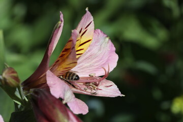bee collecting nectar from the astromelias flower