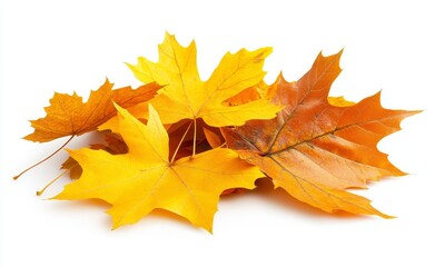 Fototapeta premium White background with dry maple leaves isolated in autumn