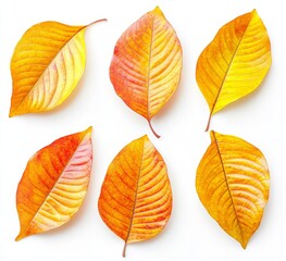 Obraz premium Maple leaves collection on a white background, isolated