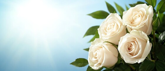 Fototapeta premium Fresh white roses against a soft blue background, symbolizing beauty and tranquility, enhance any floral arrangement or decor.