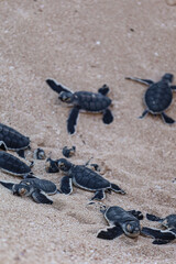 Portrait picture of a group of turtles hatchlings on the beach. Many baby turtles going out of the nest, walking on the sand to the ocean. Cute and magical wildlife moment. Exmouth, Western Australia.