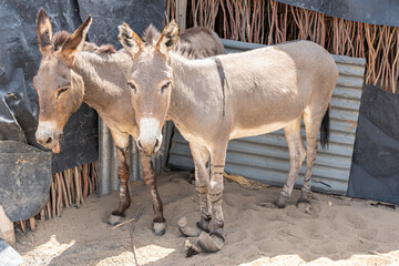 Neglected donkey had hooves so long she could barely walk, Ahmed Ela, Danakil depression, Afar Region, Ethiopia