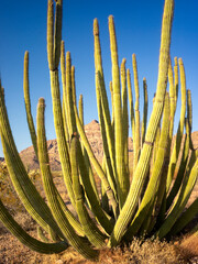 Organ Pipe Cactus