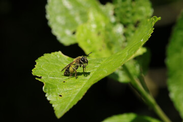 Andrena sp.
Andrena sp. in its natural element
