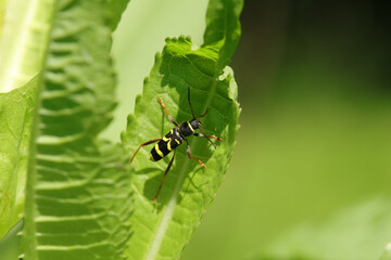 Clyte bélier (Clytus arietis)
Clytus arietis in its natural element

