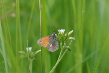 Obraz premium Procris (Coenonympha pamphilus) Coenonympha pamphilus on an unidentified flower or plant 