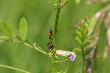Fototapeta premium Fourmi rousse des bois (Formica rufa) Formica rufa in its natural element 