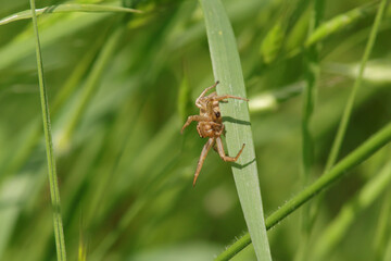 Xysticus sp.
Xysticus sp. in its natural element
