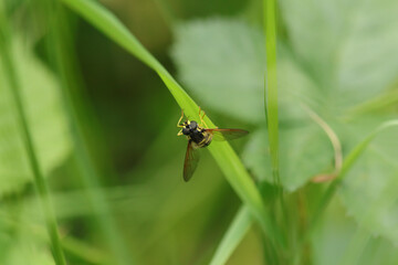 Chrysotoxe prudent (Chrysotoxum cautum)
Chrysotoxum cautum in its natural element
