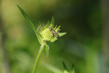 Oedémère noble (Oedemera nobilis)
Oedemera nobilis in its natural element

