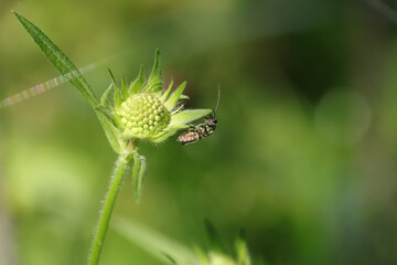 Oedémère noble (Oedemera nobilis)
Oedemera nobilis in its natural element
