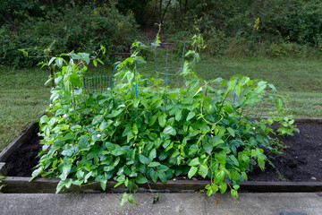 Autumn Home Garden Asparagus Beans