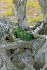 Green succulents growing amid intricate dead tree trunk on a sunny day in nature. Concept of life, resilience, and natural beauty. Vertical photo