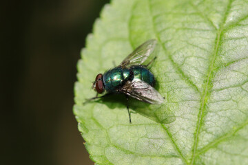 Lucilia sp.
Lucilia sp. on an unidentified flower or plant
