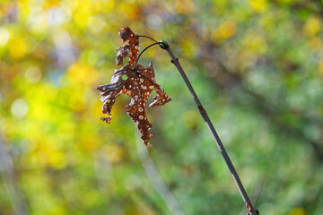 Old dry spotted leaf falling during the foliage