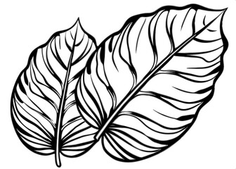 Obraz premium Intricate Leaf Designs Natural Patterns Black White Art Print