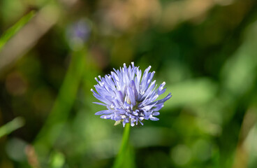 Macro shot of a blue bonnet (jasione montana) flower